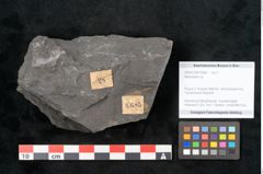 Foto (Objekt + Etikett) von Neuropteris sp.  (NHMW-GEO-2024-0188-10685)